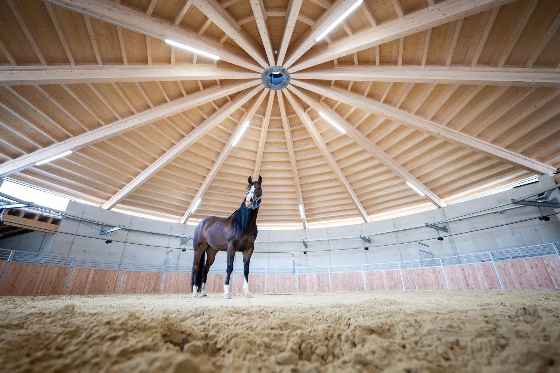 Referenz Holzbau Saurer Objektbau Jaqpoint Quarterhorses Innaufnahme Pferd Lichtdurchflutet